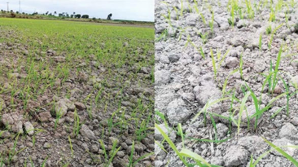 Falsa sementeira COTARROZ 2018